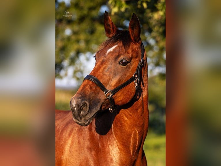 Anglo-Arab Mare 23 years 15,2 hh Brown in Leichlingen