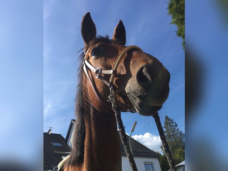 Anglo-Arab Mare 23 years 15,2 hh Brown in Leichlingen