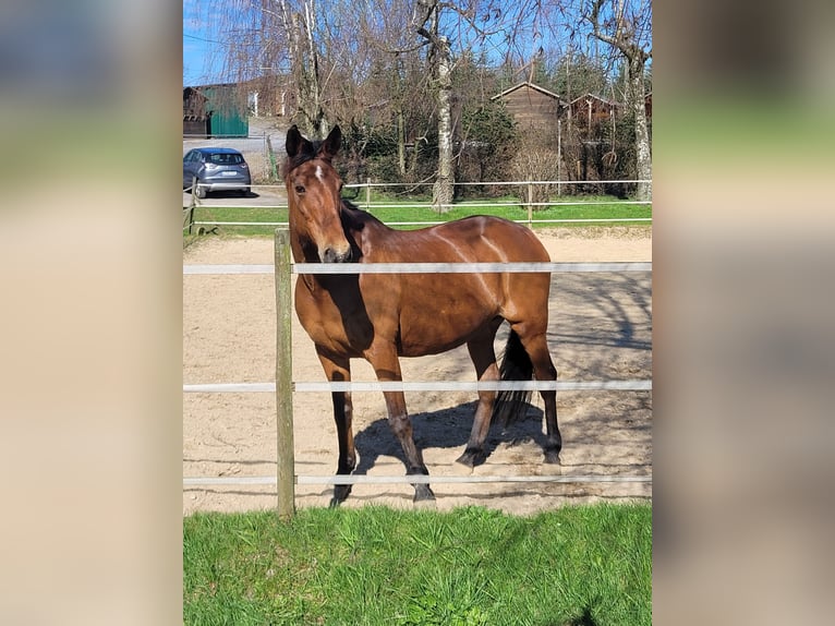 Anglo-Arab Mare 23 years 15,2 hh Brown in Leichlingen