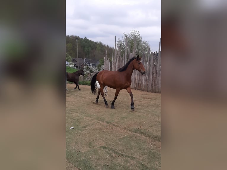 Anglo-Arab Mare 23 years 15,2 hh Bay-Dark in Leichlingen