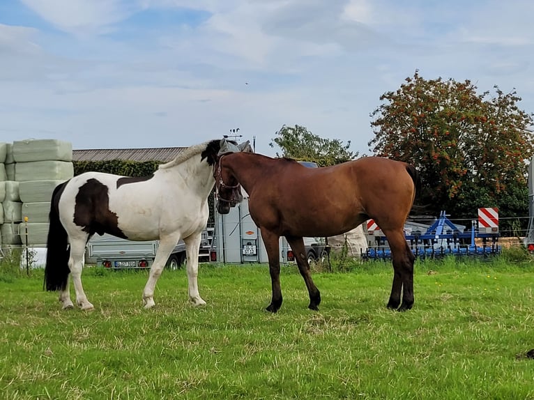 Anglo-Arab Mix Mare 23 years 15,2 hh Brown in K&#xF6;ln