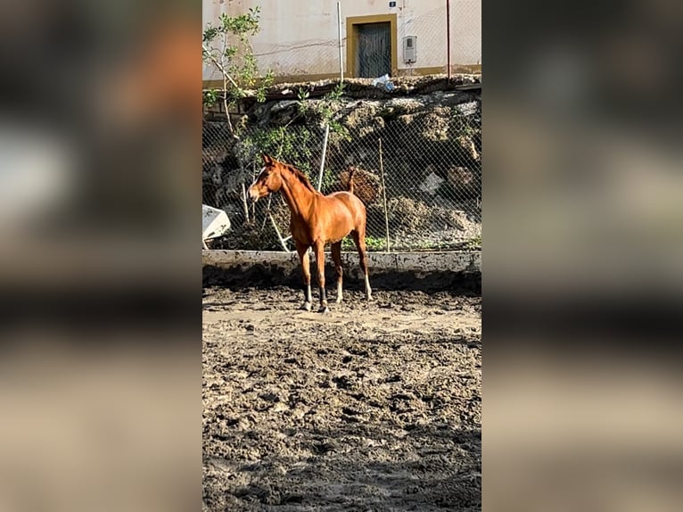 Anglo-Arab Mare 2 years 15,1 hh Chestnut-Red in Malaga