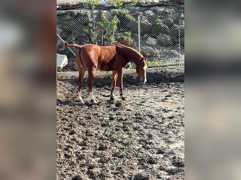 Anglo-Arab Mare 2 years 15,1 hh Chestnut-Red in Malaga