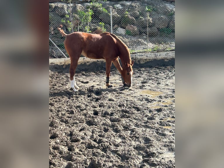 Anglo-Arab Mare 2 years 15,1 hh Chestnut-Red in Malaga