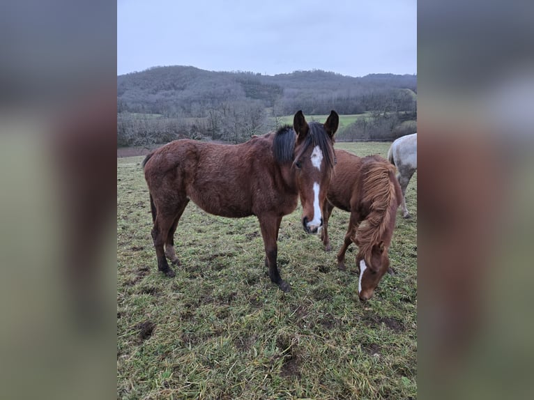 Anglo-Arab Mare 2 years 16 hh Brown in La Chapelle-aux-Brocs