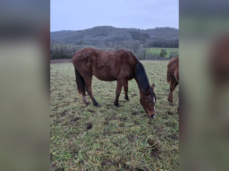 Anglo-Arab Mare 2 years 16 hh Brown in La Chapelle-aux-Brocs