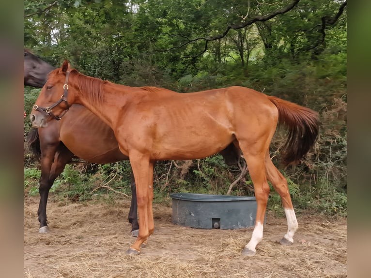 Anglo-Arab Mare 2 years Chestnut in Biriatou