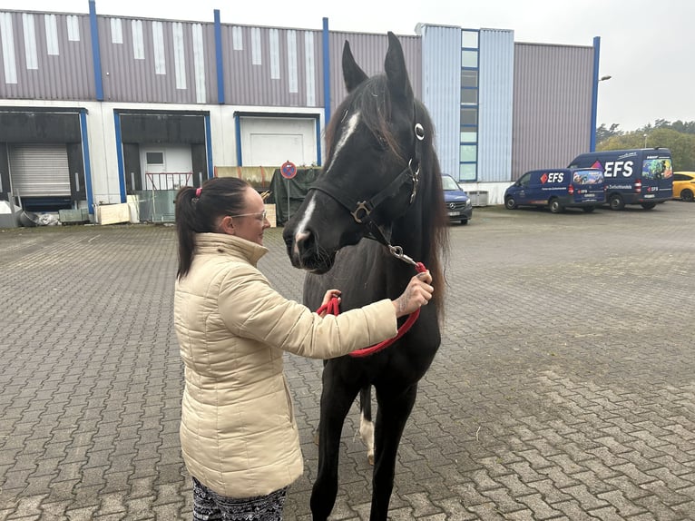 Anglo-Arab Mare 3 years 15,1 hh Black in Sonnefeld