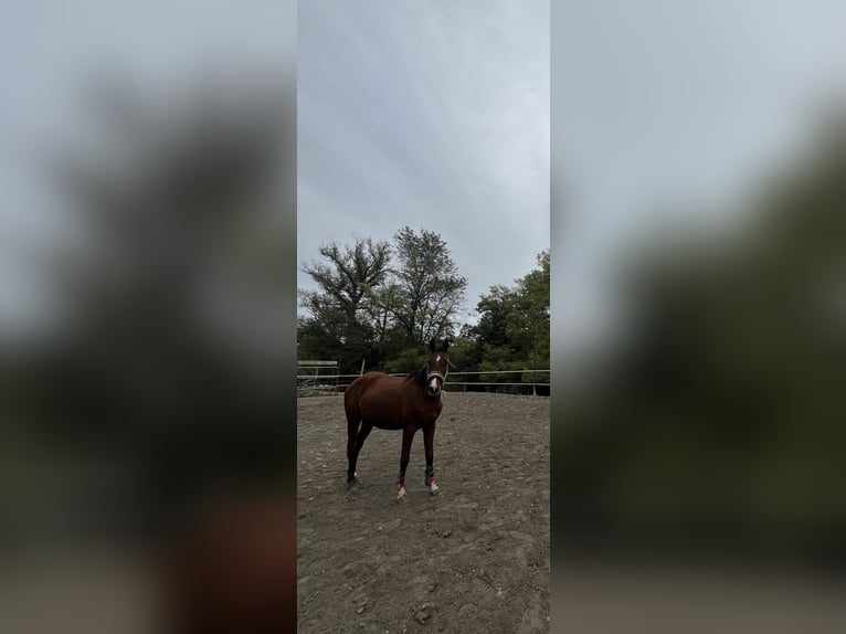 Anglo-Arab Mare 3 years 15,1 hh Brown in Gap