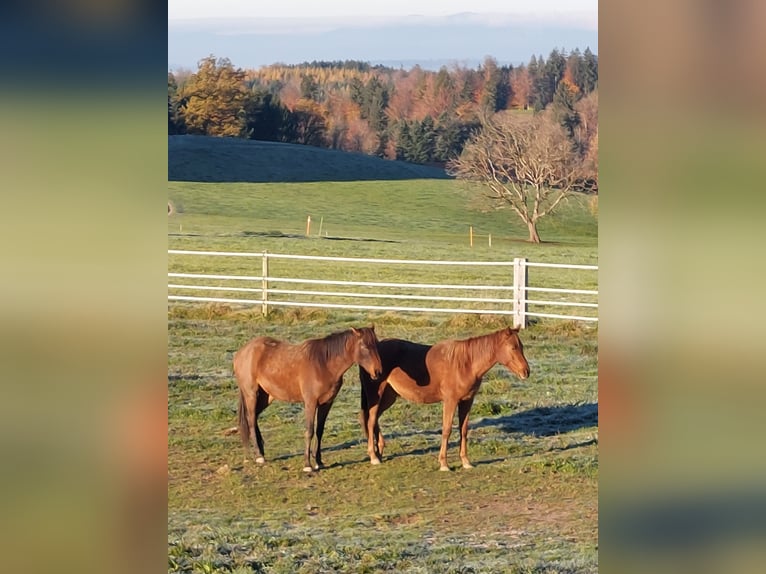 Anglo-Arab Mare 3 years 15,1 hh Chestnut-Red in St. Antoni