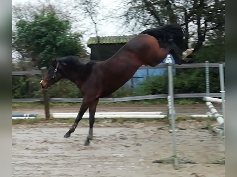 Anglo-Arab Mare 3 years 15,2 hh Brown in OREE D ANJOU