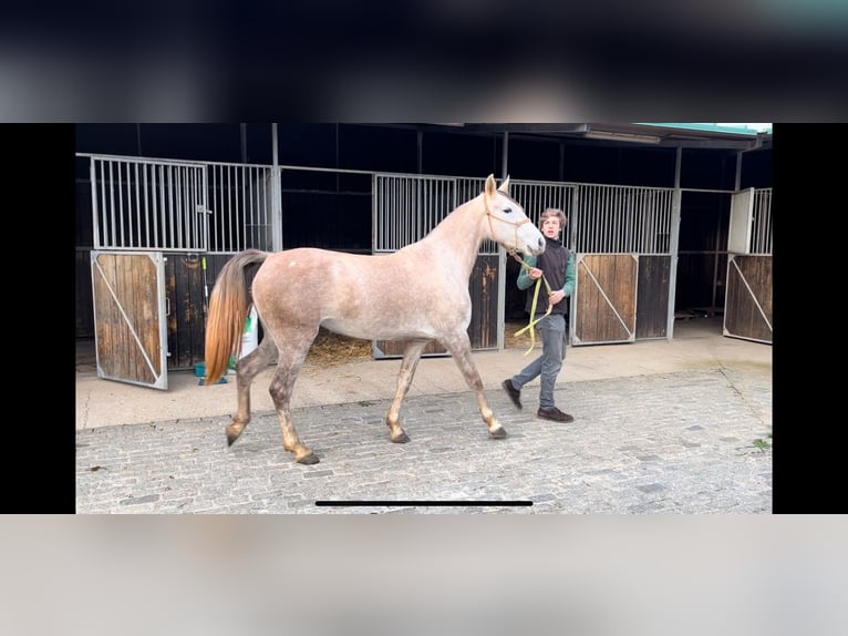 Anglo-Arab Mare 3 years 15,2 hh Gray in Sevilla