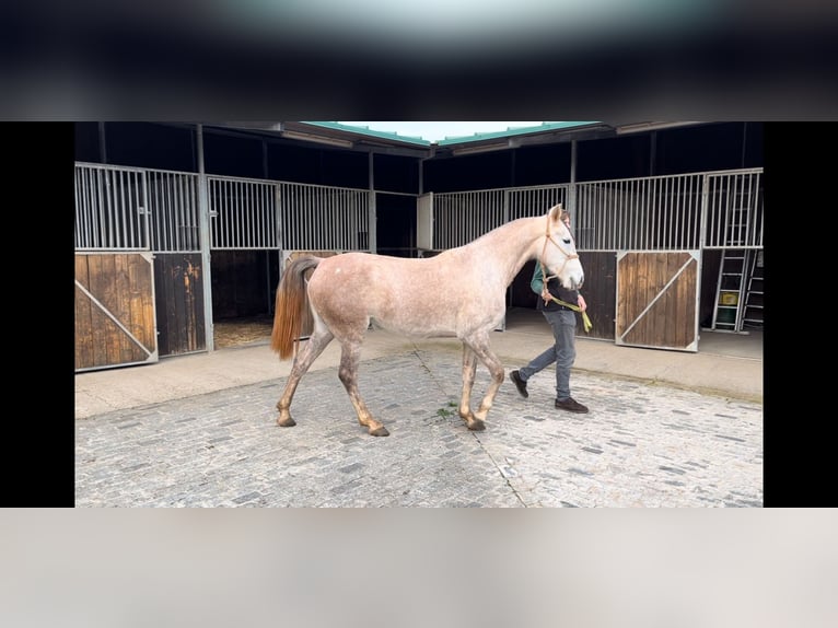 Anglo-Arab Mare 3 years 15,2 hh Gray in Sevilla