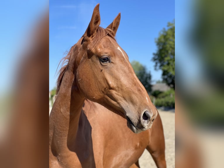 Anglo-Arab Mix Mare 3 years 16 hh Chestnut-Red in Pommereuil