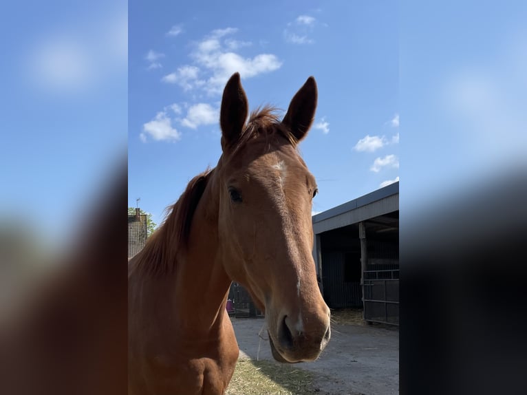 Anglo-Arab Mix Mare 3 years 16 hh Chestnut-Red in Pommereuil