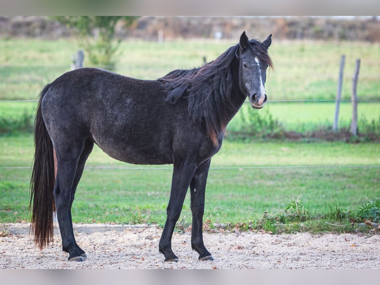 Anglo-Arab Mix Mare 3 years Grey-Dark-Tan in Kappe