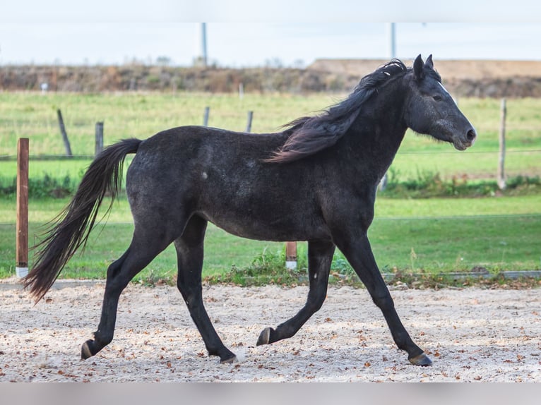 Anglo-Arab Mix Mare 3 years Grey-Dark-Tan in Kappe