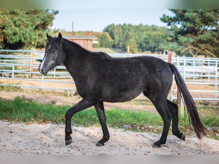 Anglo-Arab Mix Mare 3 years Grey-Dark-Tan in Kappe