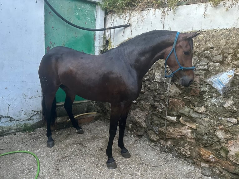 Anglo-Arab Mare 4 years 14,2 hh Bay-Dark in El Cuervo