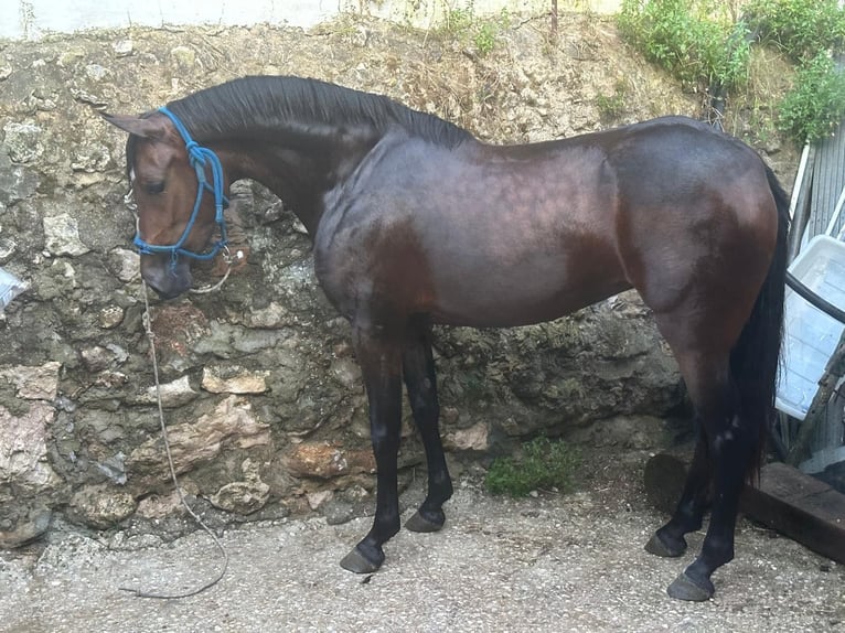 Anglo-Arab Mare 4 years 14,2 hh Bay-Dark in El Cuervo