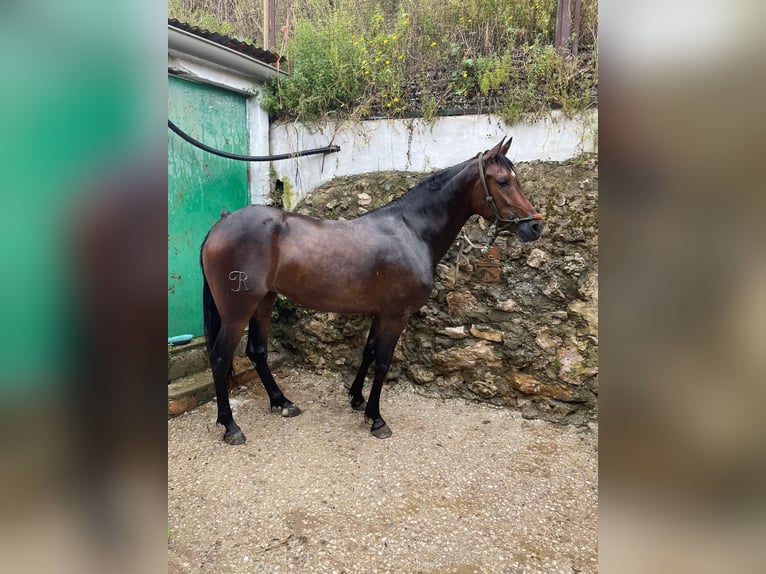 Anglo-Arab Mare 4 years 14,2 hh Bay-Dark in El Cuervo