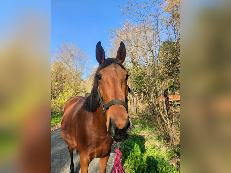 Anglo-Arab Mare 4 years 15.1 hh Bay-Dark in Perlo