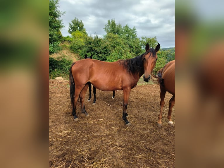 Anglo-Arab Mare 4 years 15.1 hh Bay-Dark in Perlo