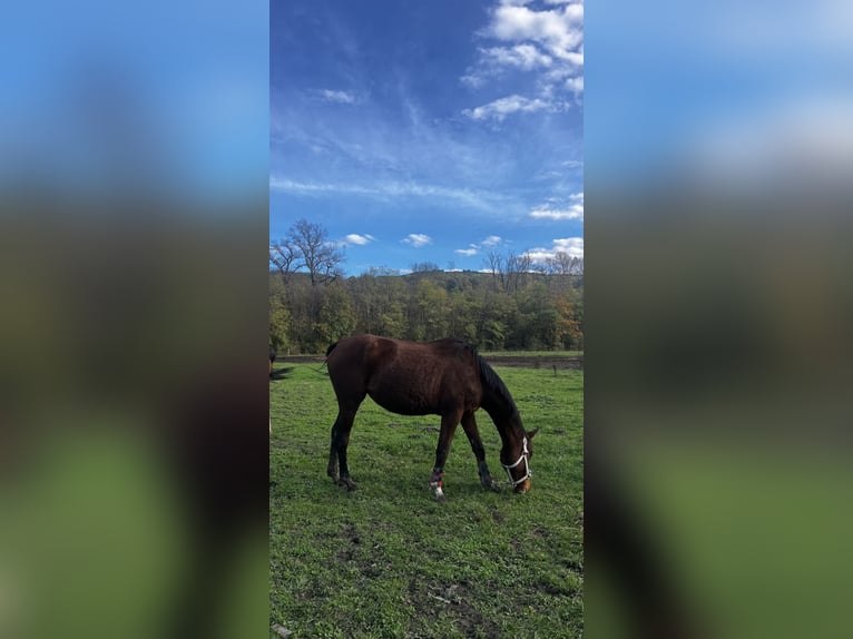 Anglo-Arab Mare 4 years 15,1 hh Brown in Gap