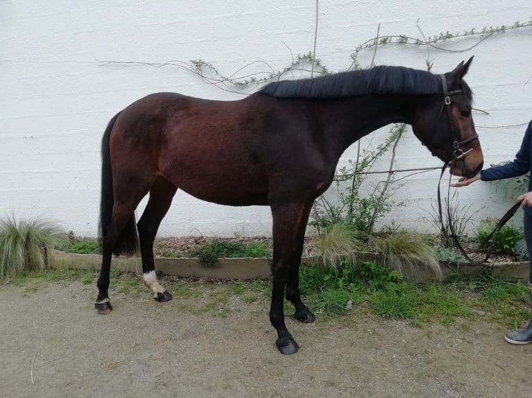 Anglo-Arab Mare 4 years 15,2 hh Brown in OREE D ANJOU