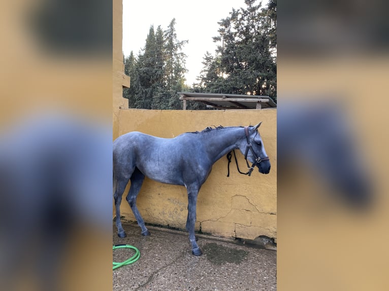 Anglo-Arab Mare 4 years 15 hh Grey in Huesca