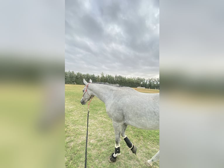 Anglo-Arab Mare 4 years 15 hh Grey in Huesca