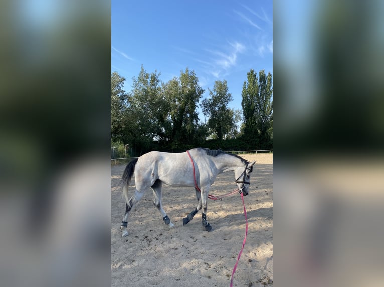 Anglo-Arab Mare 4 years 15 hh Grey in Huesca