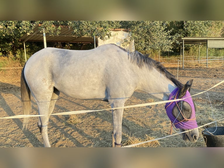 Anglo-Arab Mare 4 years 15 hh Grey in Huesca