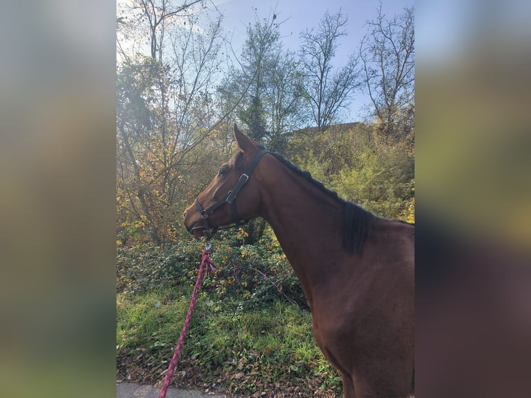 Anglo-Arab Mare 4 years 15,1 hh Bay-Dark in Perlo