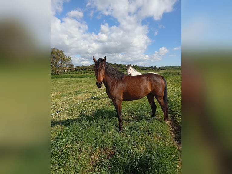 Anglo-Arab Mare 4 years 15,2 hh Smoky-Black in CONNAUX