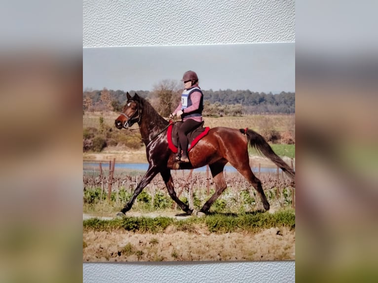 Anglo-Arab Mare 4 years 15,2 hh Smoky-Black in CONNAUX