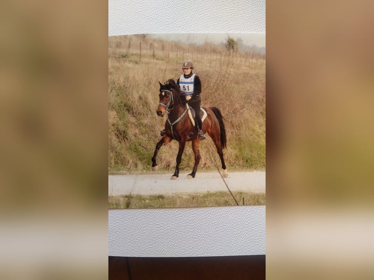 Anglo-Arab Mare 4 years 15,2 hh Smoky-Black in CONNAUX