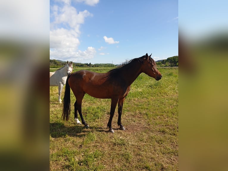 Anglo-Arab Mare 4 years 15,2 hh Smoky-Black in CONNAUX