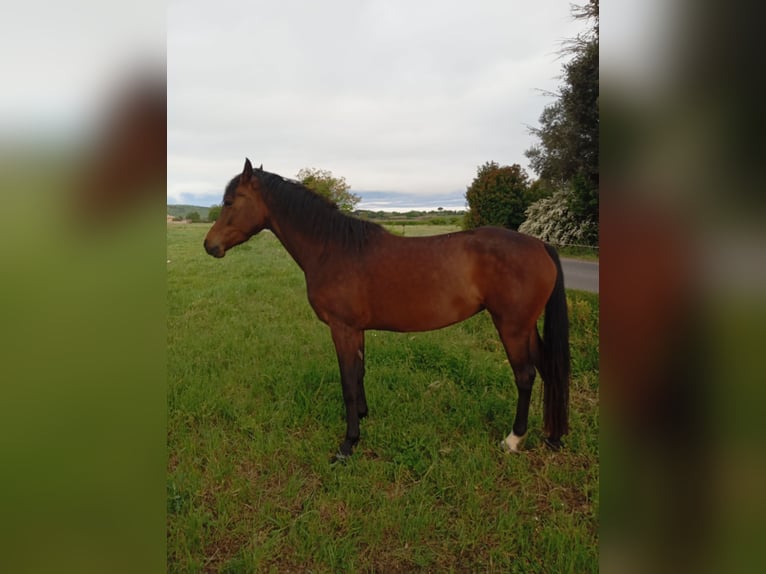Anglo-Arab Mare 4 years 15,2 hh Smoky-Black in CONNAUX