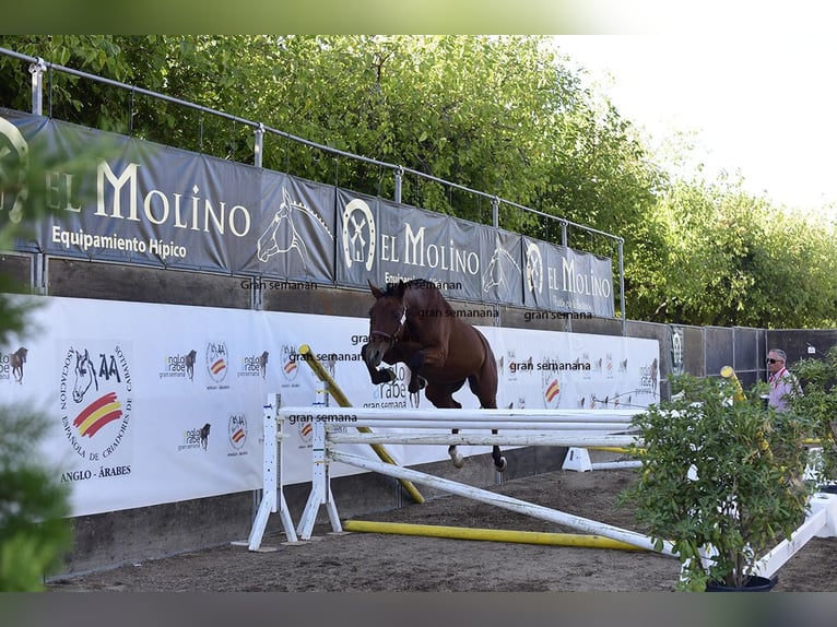 Anglo-Arab Mare 4 years 16.1 hh Bay-Dark in Valdepeñas