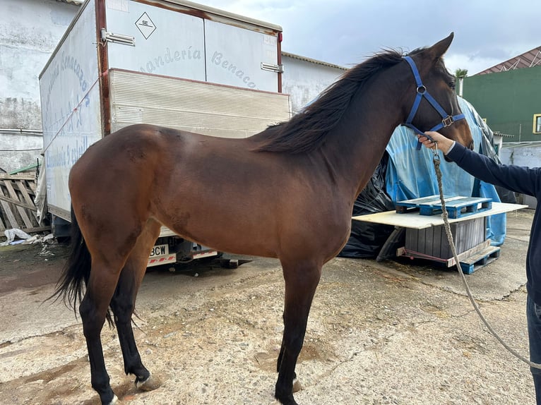 Anglo-Arab Mare 4 years 16,1 hh Brown in Bormujos