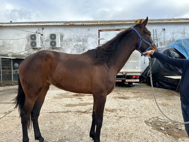 Anglo-Arab Mare 4 years 16,1 hh Brown in Bormujos