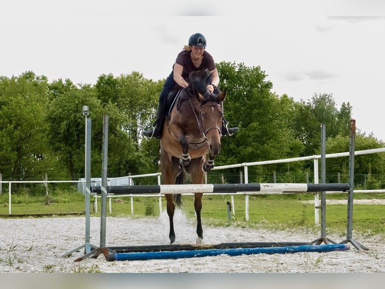 Anglo-Arab Mix Mare 4 years 16,2 hh Brown in Czestochowa