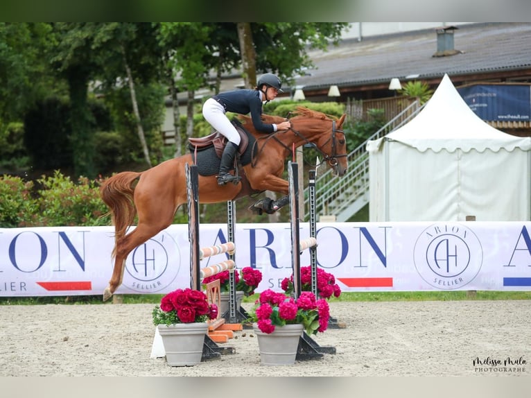 Anglo-Arab Mare 4 years Chestnut-Red in N&#xE9;rac