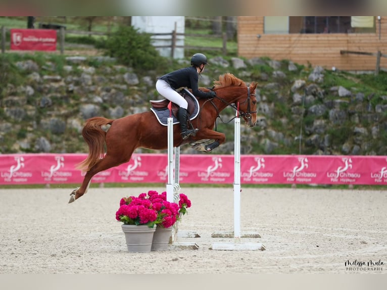 Anglo-Arab Mare 4 years Chestnut-Red in N&#xE9;rac