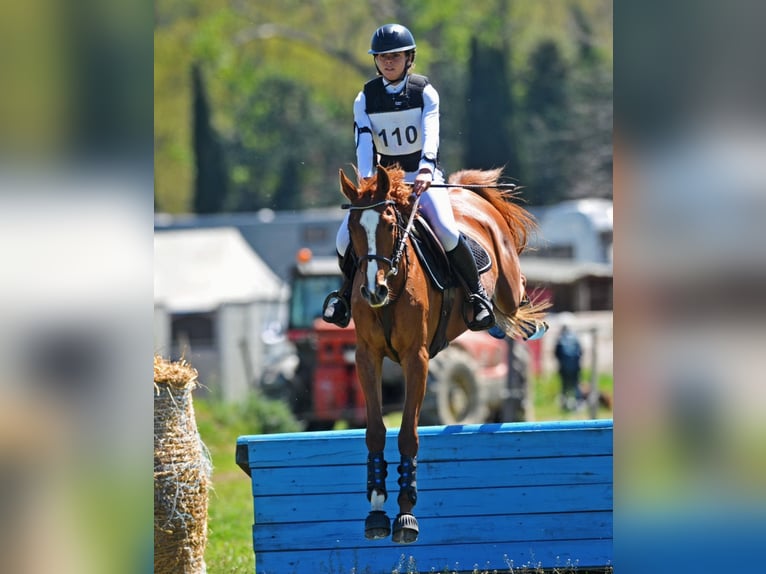 Anglo-Arab Mare 4 years Chestnut-Red in N&#xE9;rac