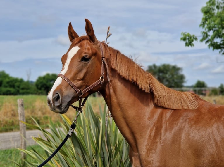 Anglo-Arab Mare 4 years Chestnut-Red in N&#xE9;rac