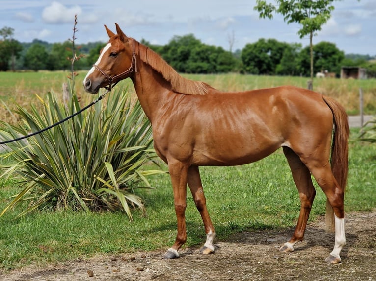 Anglo-Arab Mare 4 years Chestnut-Red in N&#xE9;rac