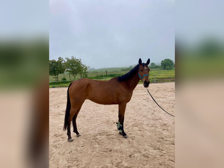Anglo-Arab Mare 5 years 14,1 hh Brown in Oiardo