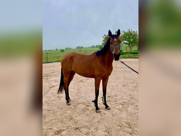 Anglo-Arab Mare 5 years 14,1 hh Brown in Oiardo